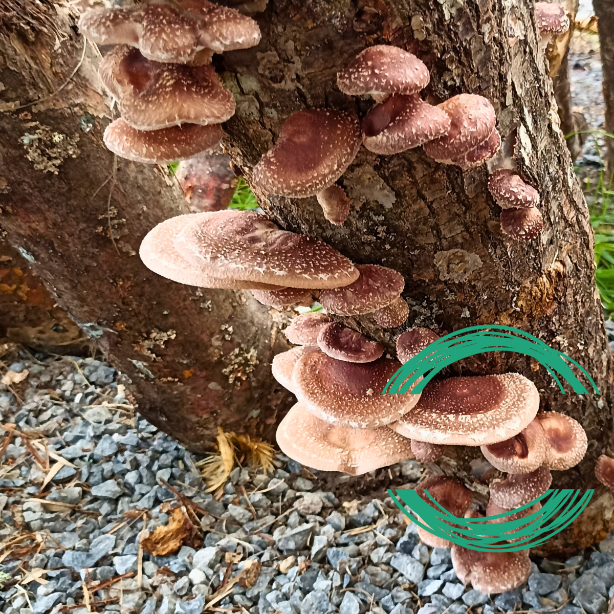 LASOLANA WEB imagen setas - miel y setas shiitake de asturias
